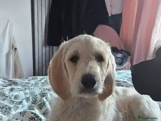 Double Doodle dogs Double Doodle Puppies (Hypoallergenic) - Advert 1