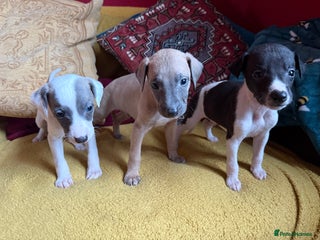 Mixed Breed dogs Bedlington/whippet puppies - Advert 2