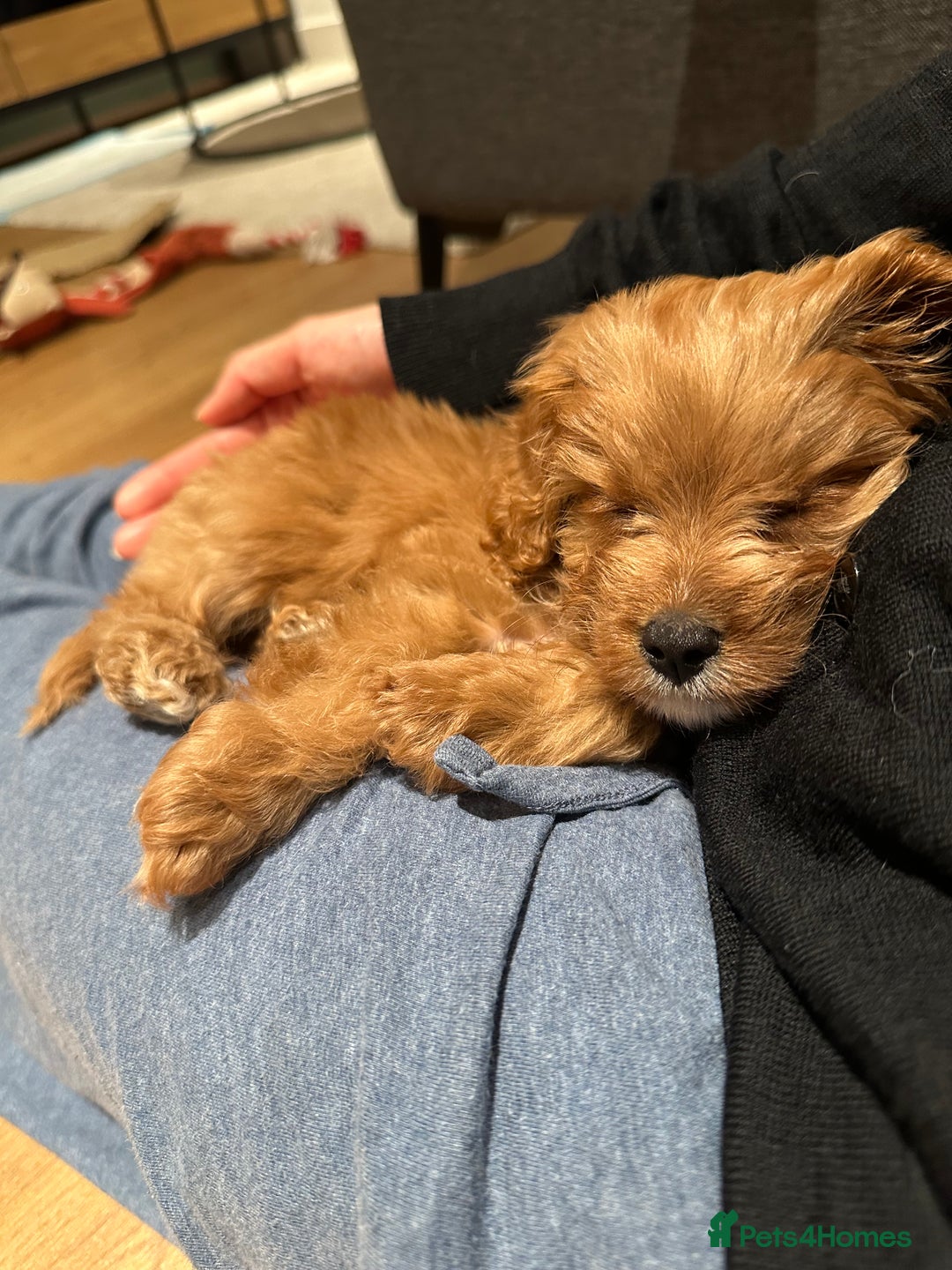Cavapoo dogs for sale: F1 Toy Cavapoo girl puppy beautiful lapdog - Advert 9