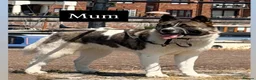 Akita dogs for sale: Chunky Akita puppies in Liverpool - Advert 19