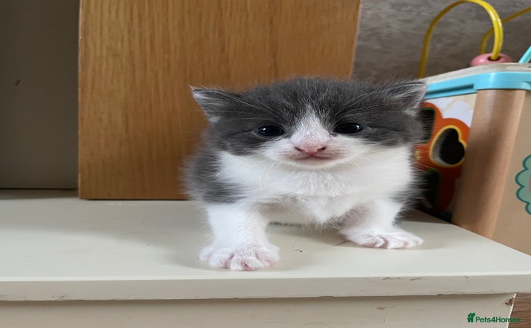 Mixed Breed cats - Advert 5