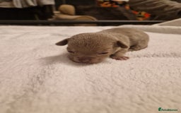 Chihuahua dogs for sale: Female Puppies  - Image 6