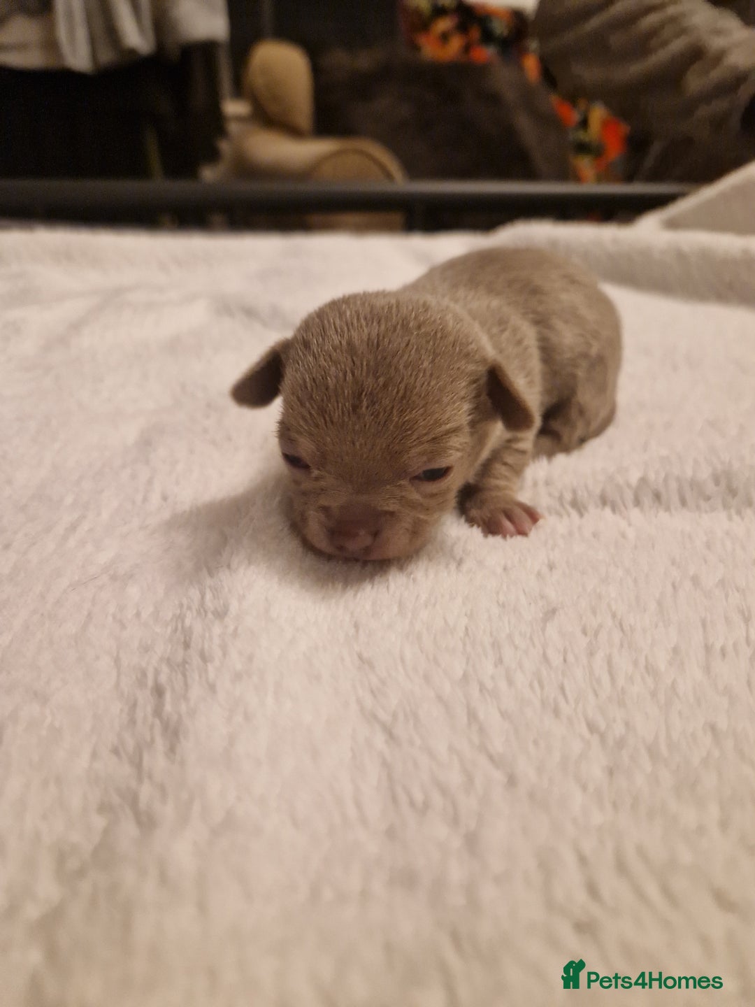 Chihuahua dogs for sale: Female Puppies  - Image 6