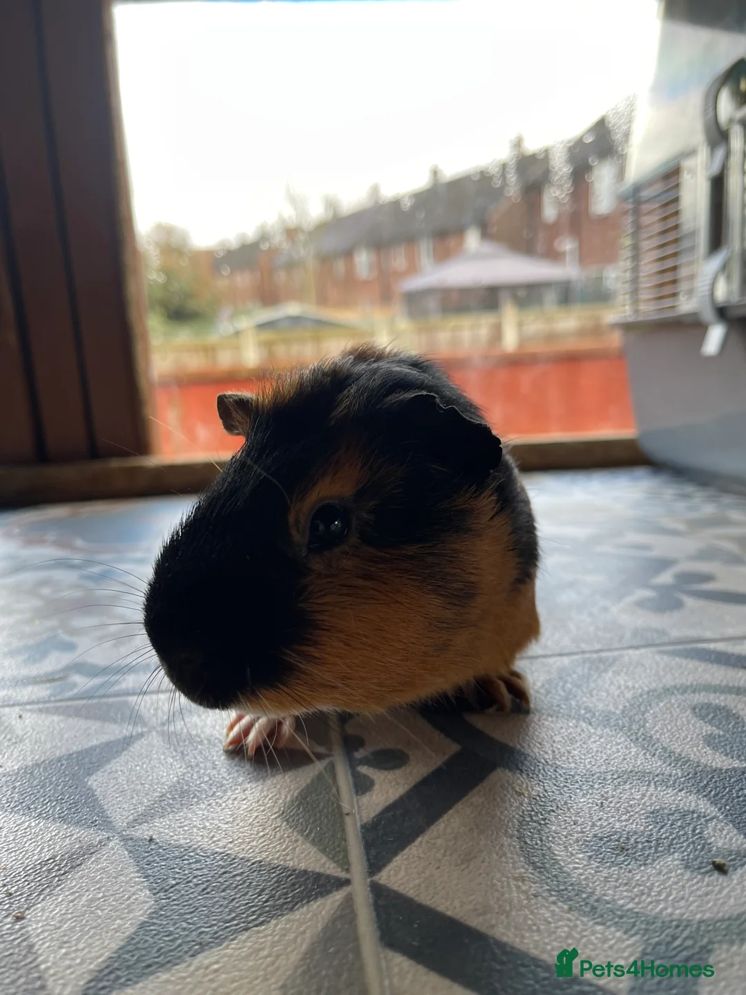 Guinea Pig rodents for sale: 10 Month Old Guinea Pigs Looking For New homes - Advert 16