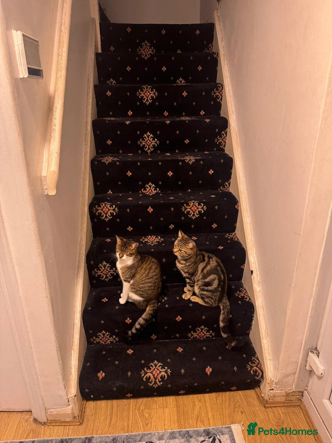 Mixed Breed cats for sale: Cats for sale - Advert 3