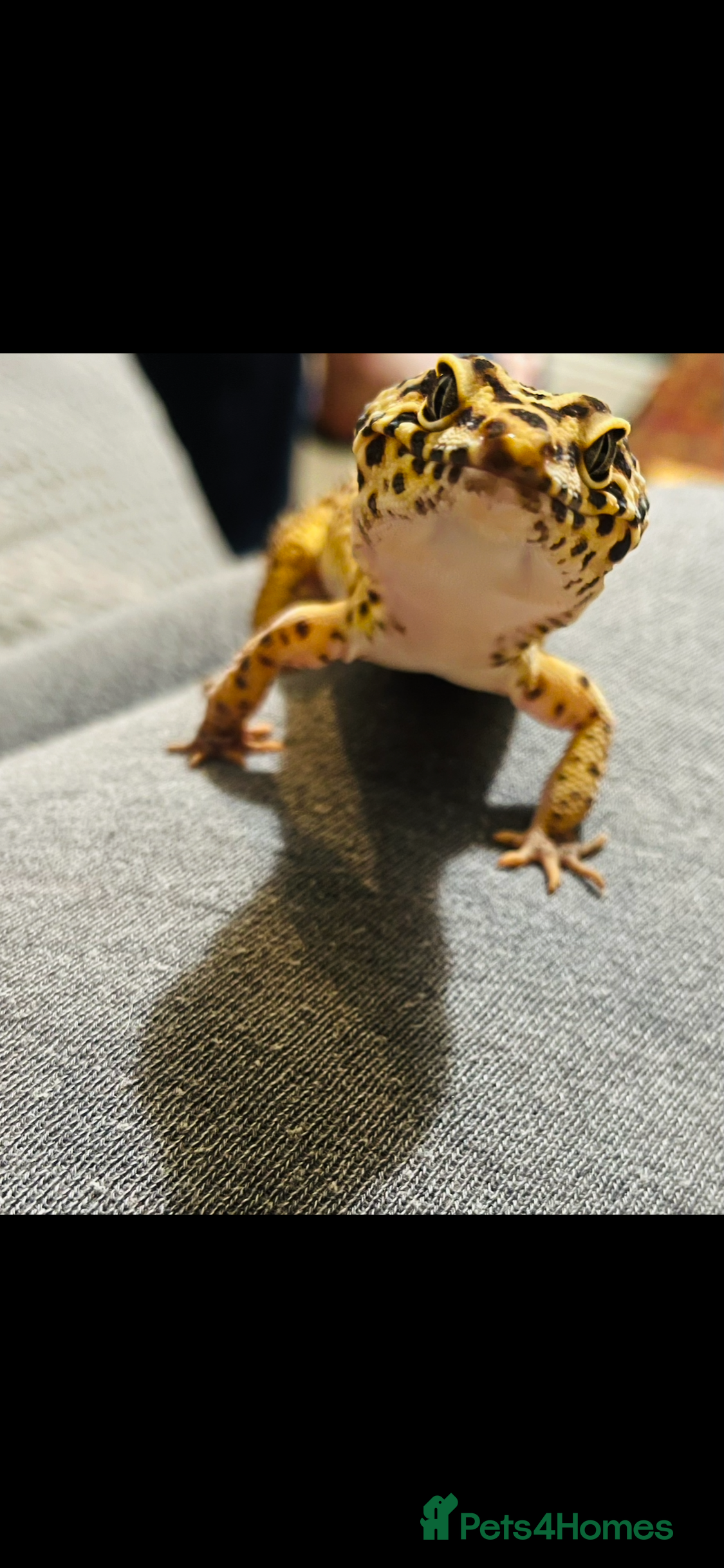 Leopard Gecko reptiles Leopard Gecko - Advert 4