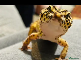 Leopard Gecko reptiles Leopard Gecko - Advert 4