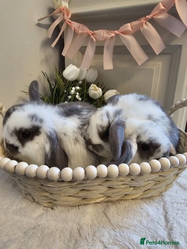 Gallery Image {{count}}