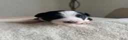 Mixed Breed dogs for sale: 5 Beautiful Bordernese Puppies  - Advert 11