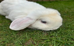 Cashmere Lop rabbits for sale: Rabbits - Image 4