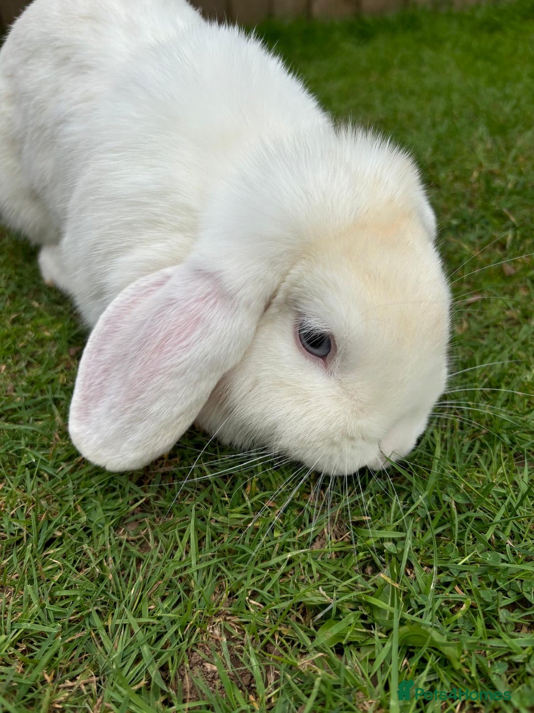 Cashmere Lop rabbits for sale: Rabbits - Image 4