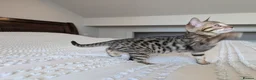 Bengal cats for sale: 🖤🩶🤍 BEAUTIFUL BENGAL KITTENS 🤍🩶🖤 - Advert 8