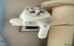 Ragdoll cats for sale: TICA registered blue mink ragdoll kitten - Image 7