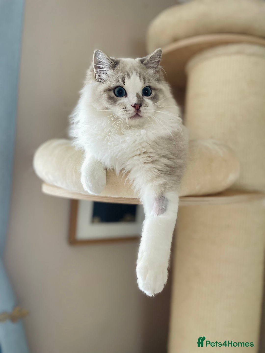 Ragdoll cats for sale: TICA registered blue mink ragdoll kitten - Image 7