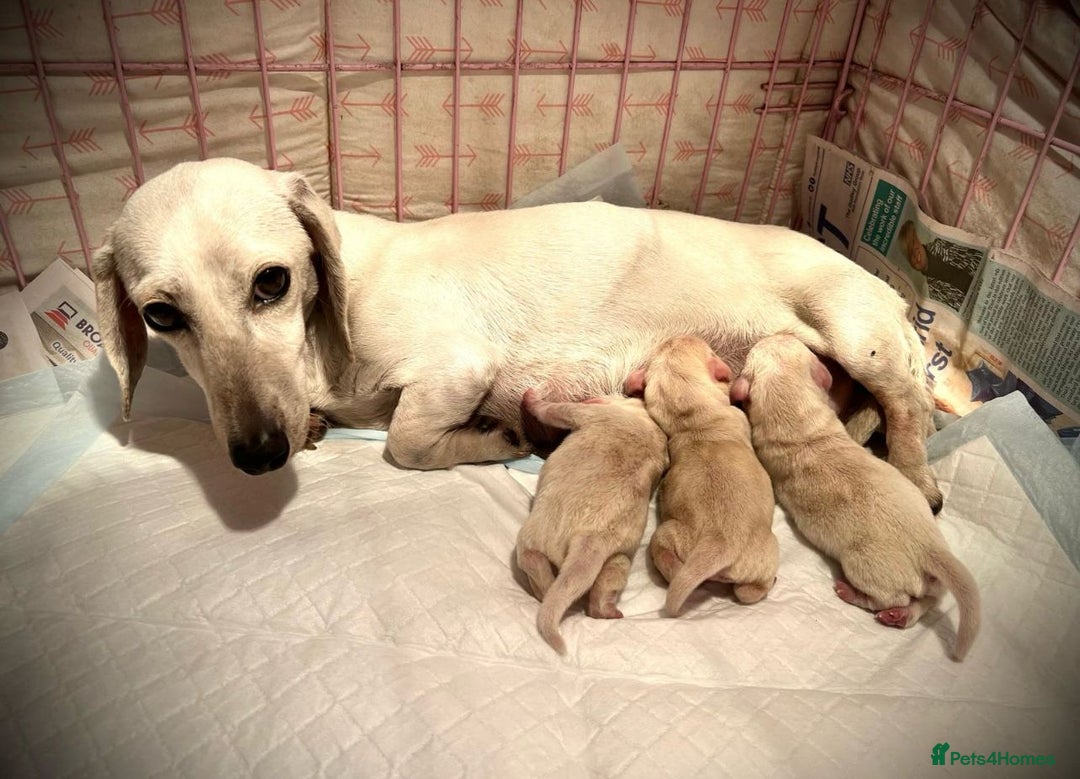 Miniature Dachshund dogs for sale: Minature cream Daschund boy  - Advert 2