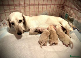 Miniature Dachshund dogs Minature cream Daschund boy - Advert 5