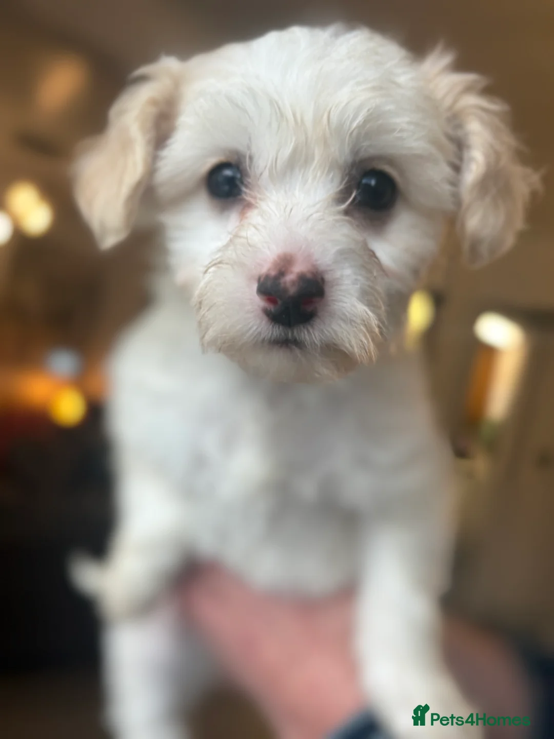 Chinese Crested dogs for sale: 🐾  Chinese Crested Puppies   - Advert 8