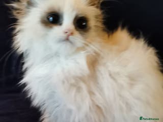 Siberian cats Siberian Neva Masquerade kitten - Advert 1