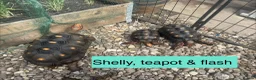 Tortoise reptiles for sale: Trio red footed tortoises - Advert 4