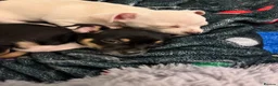 Chihuahua dogs for sale: Adorable chihuahua puppies  in Liverpool - Advert 3