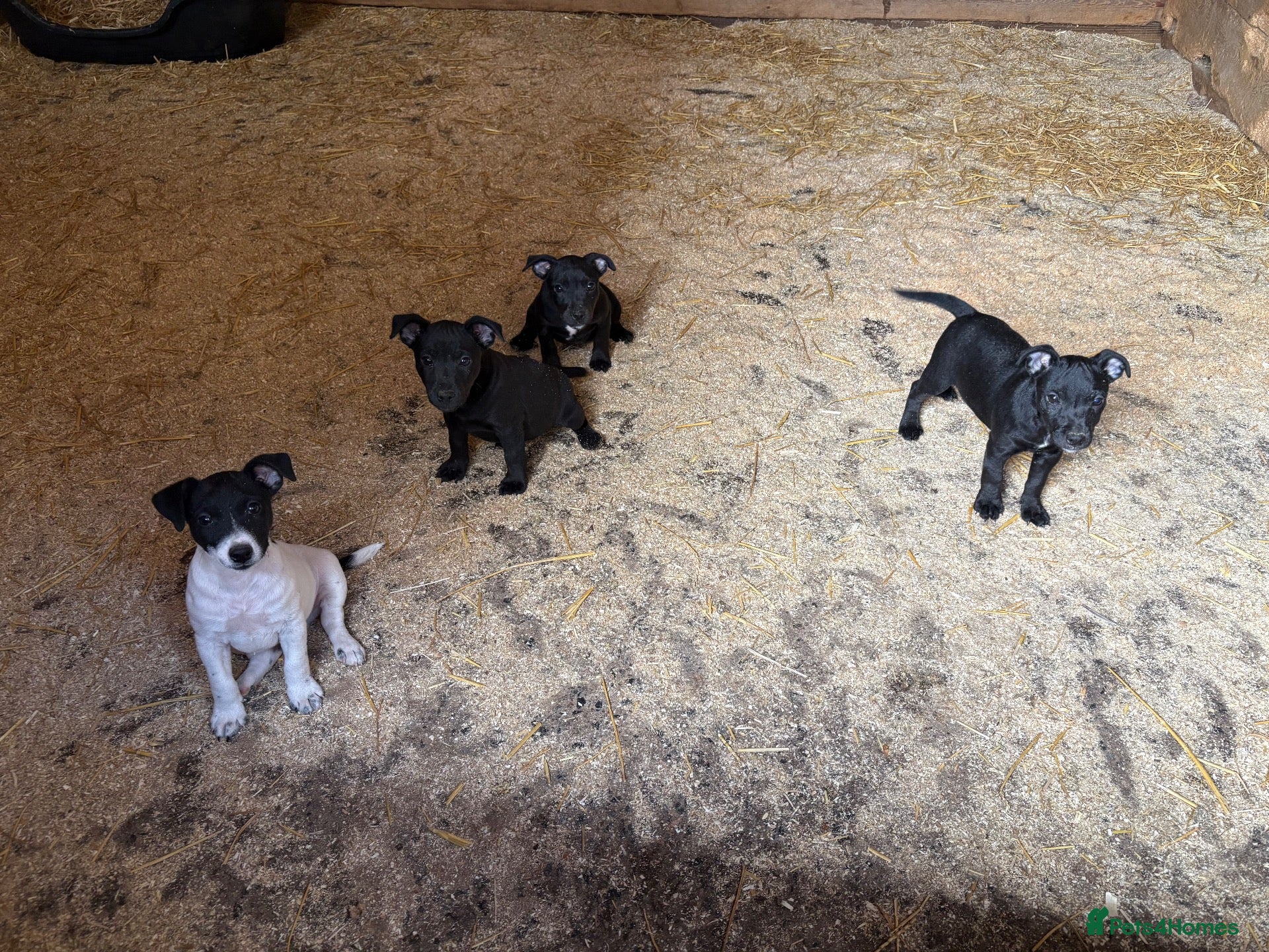 Patterjack dogs PatterJack Puppies 🐶 - Advert 16