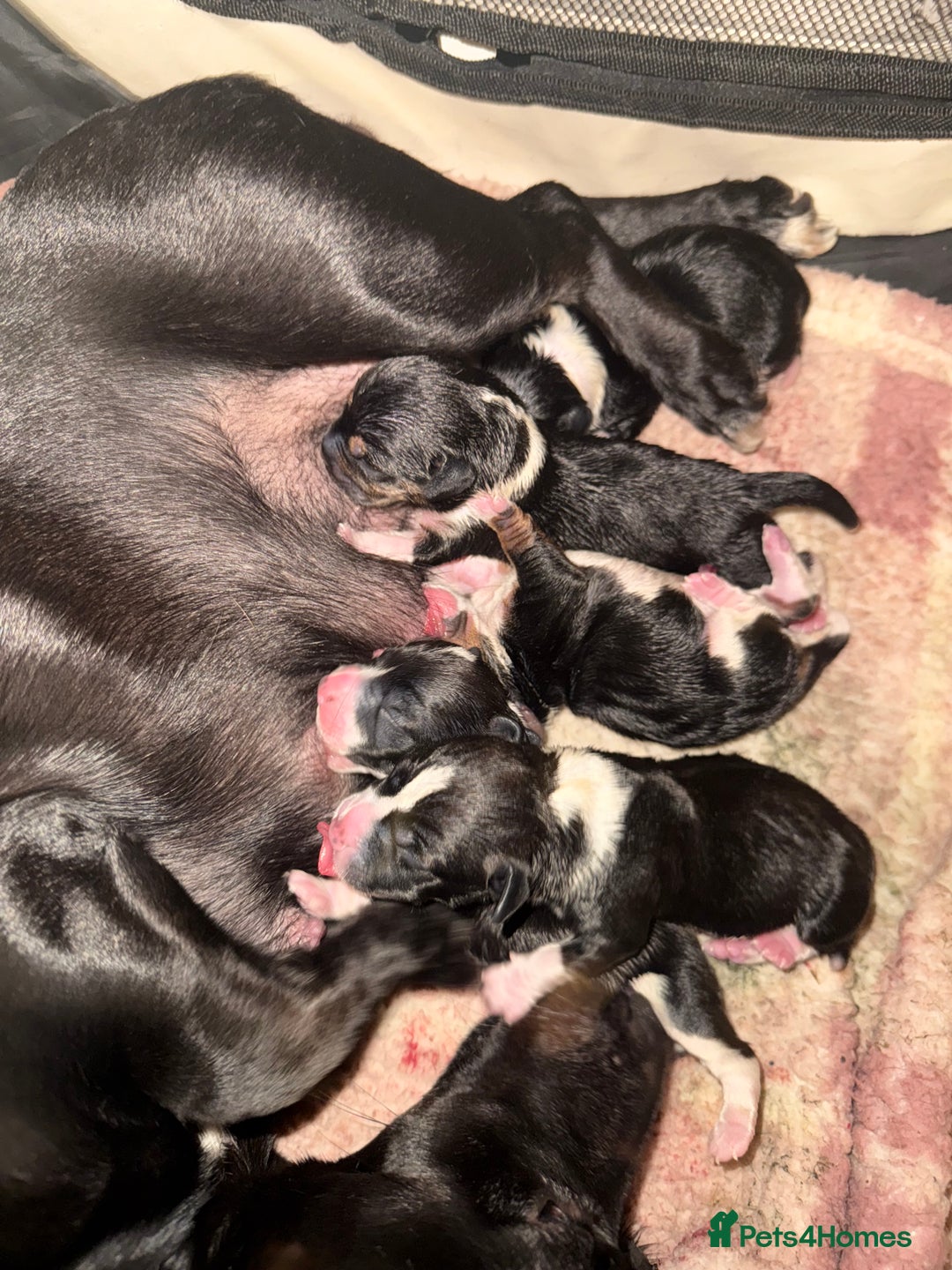 Jack Russell dogs for sale: Jack Russel pups - Advert 5