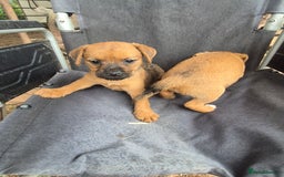 Mixed Breed dogs for sale: 6 lakeland terrier cross bitchs - Image 6