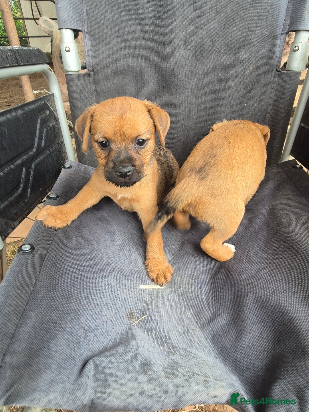 Mixed Breed dogs for sale: 6 lakeland terrier cross bitchs - Image 6