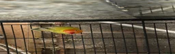 Lovebirds birds for sale: Fallow lovebirds  in Cleckheaton - Advert 5