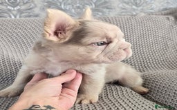 French Bulldog dogs for sale: luxury frenchies - Image 12