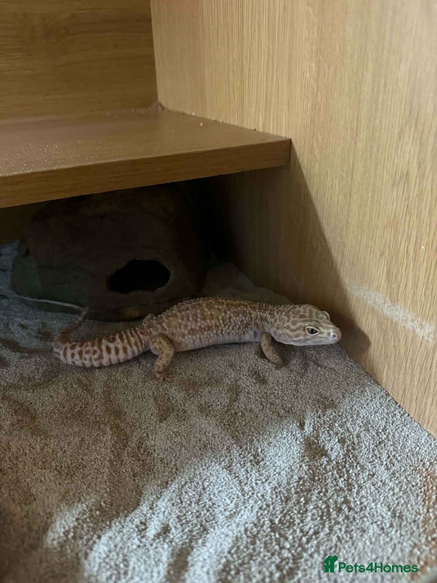 Leopard Gecko reptiles Leopard gecko with full set up - Advert 1
