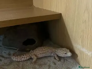 Leopard Gecko reptiles Leopard gecko with full set up - Advert 1