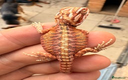 Bearded Dragon reptiles for sale: SUPER RED baby and Red Monster Bearded dragons! - Image 19