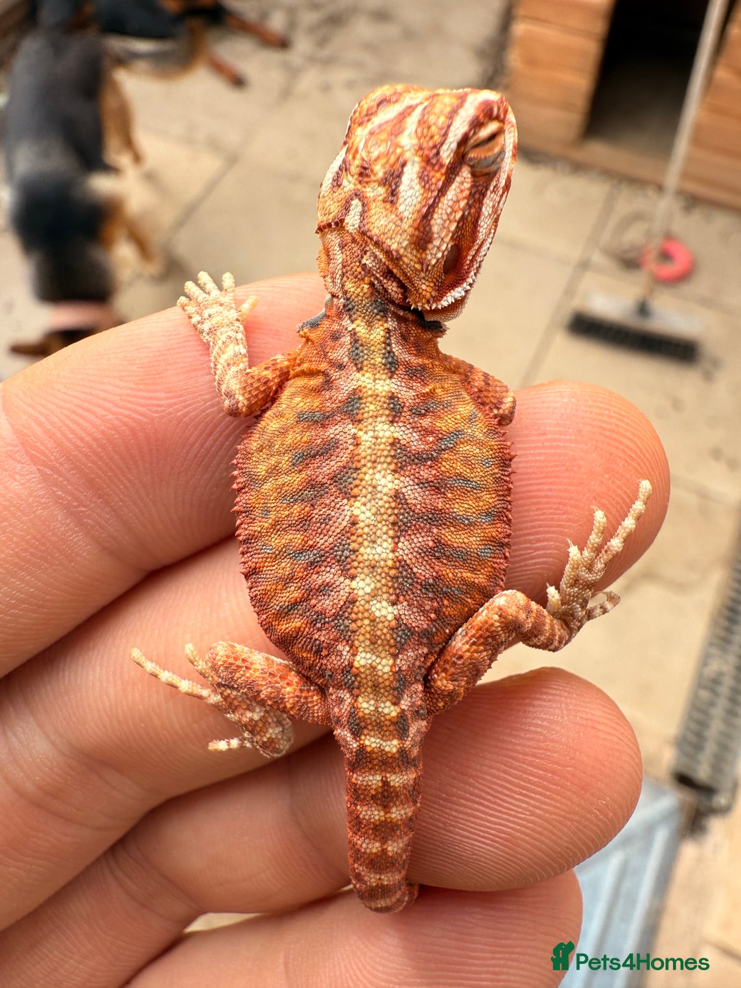Bearded Dragon reptiles for sale: SUPER RED baby and Red Monster Bearded dragons! - Image 19