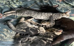 Mixed Breed cats for sale: 3 lovely natured, characterful tabby’s  - Image 4