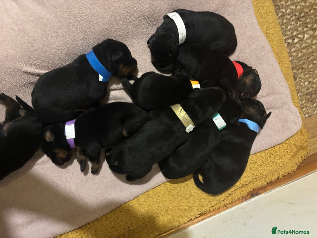 Rottweiler dogs for sale: *** Pedigree Rottweiler puppies*** - Advert 6
