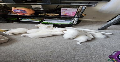 Mixed Breed cats - Advert 5