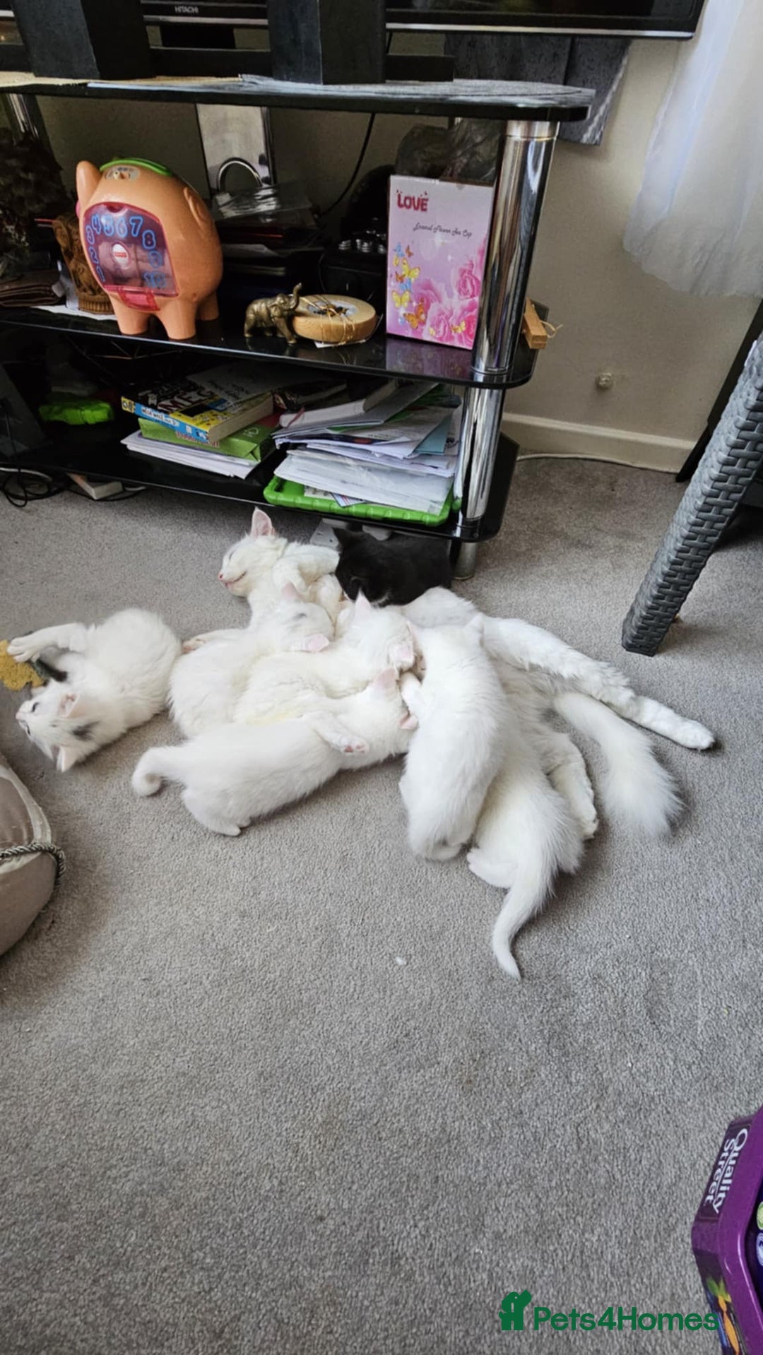 Mixed Breed cats for sale: 7 gorgeous cuties - Image 3
