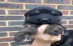 German Shepherd dogs for sale: Outstanding litter KC Reg German Shepherd puppies - Image 8