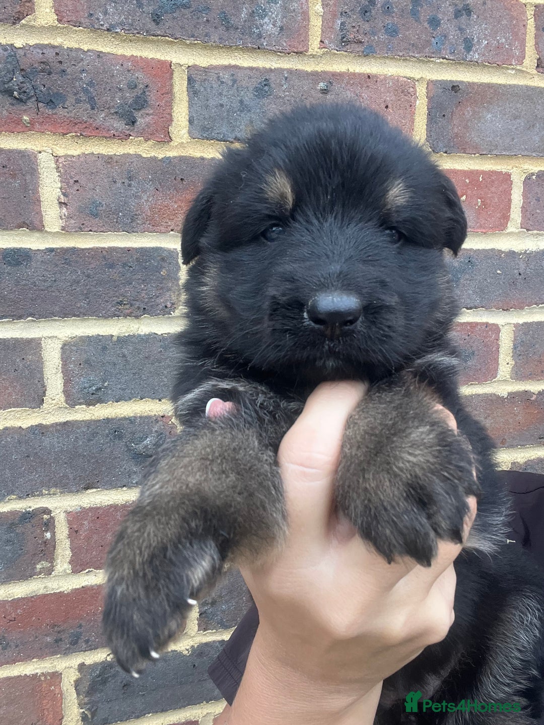 German Shepherd dogs for sale: Outstanding litter KC Reg German Shepherd puppies - Image 8