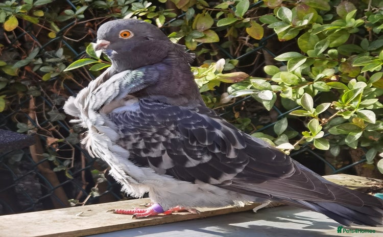 Pigeons birds - Advert 3