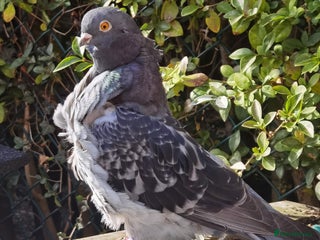 Pigeons birds - Advert 10