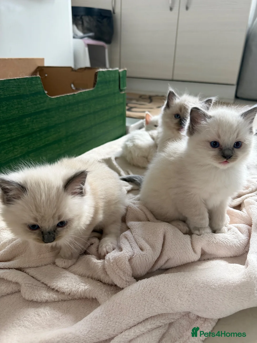 Ragdoll cats for sale: 3 beautiful ragdoll kittens still available! in Manchester - Advert 6