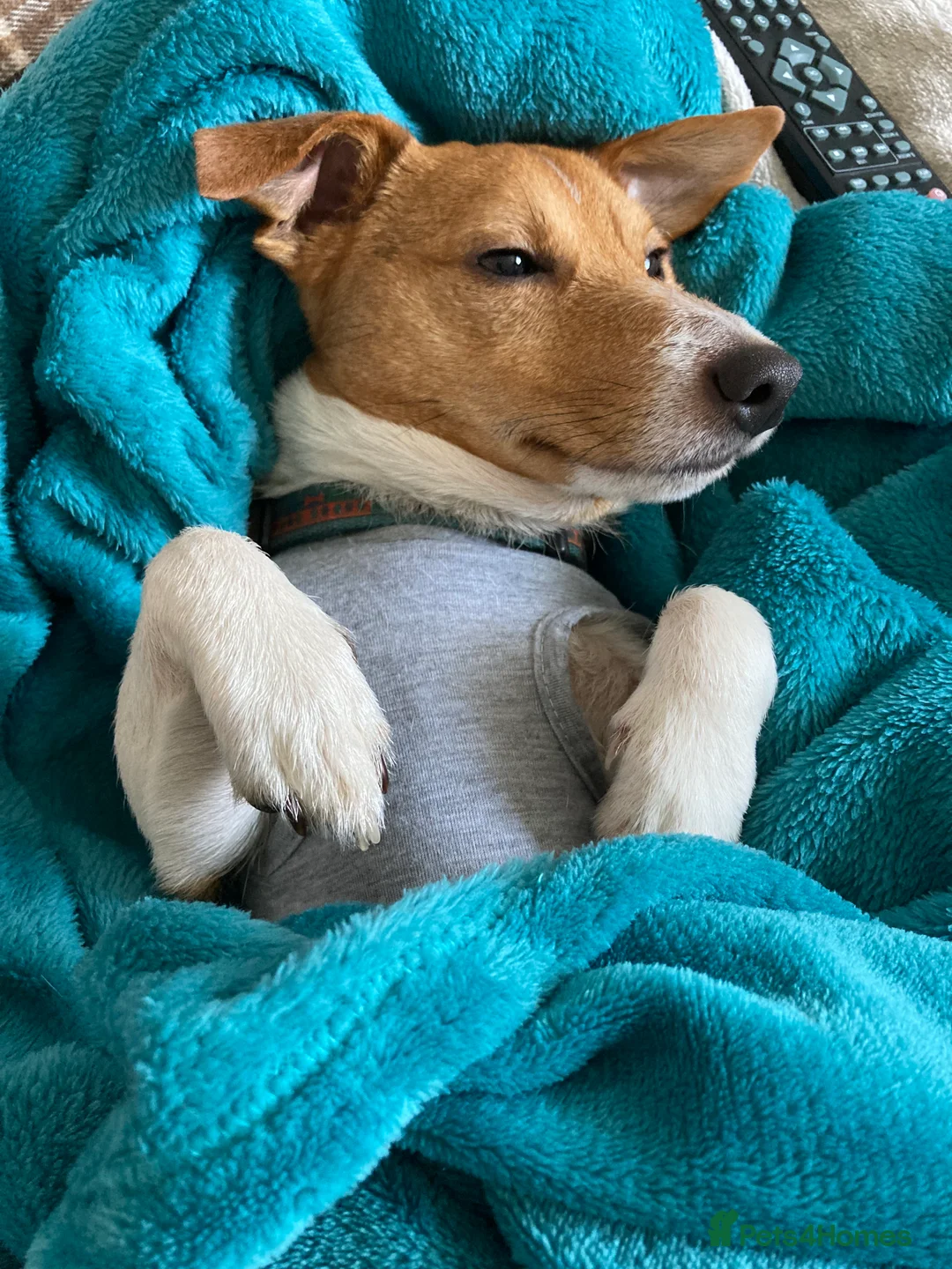 Jack Russell dogs for stud: Ronnie the jack russell for stud only.  in Stone - Advert 3