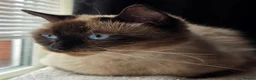 Ragdoll cats for sale: Beautiful colour point kittens - Advert 7