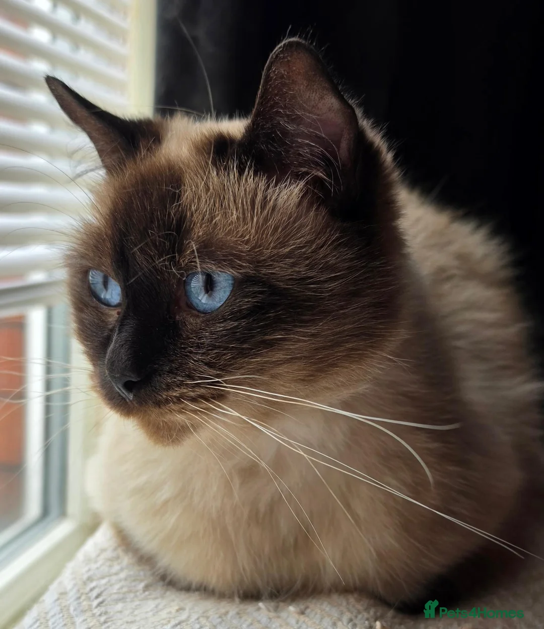 Ragdoll cats for sale: Beautiful colour point kittens - Advert 7