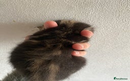 RagaMuffin cats for sale: Beautiful Ragdoll kittens  - Image 27