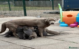 Labrador Retriever dogs for sale: Beautiful Silver & Charcoal KC Labs - Image 10