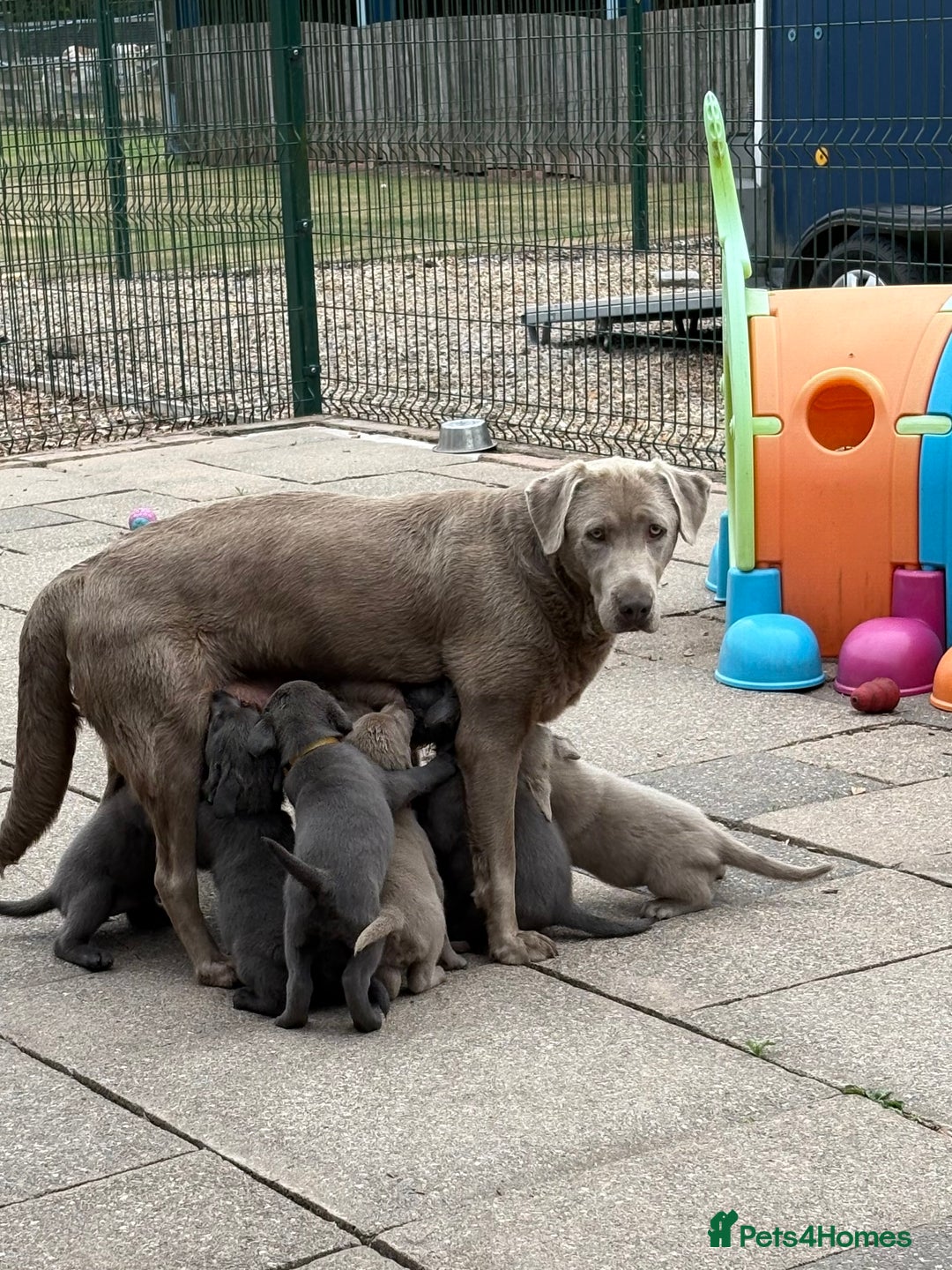 Labrador Retriever dogs for sale: Beautiful Silver & Charcoal KC Labs - Image 10