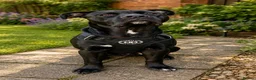 Mixed Breed dogs for sale: Ready to go.  Staffy + Cane corso  - Advert 15